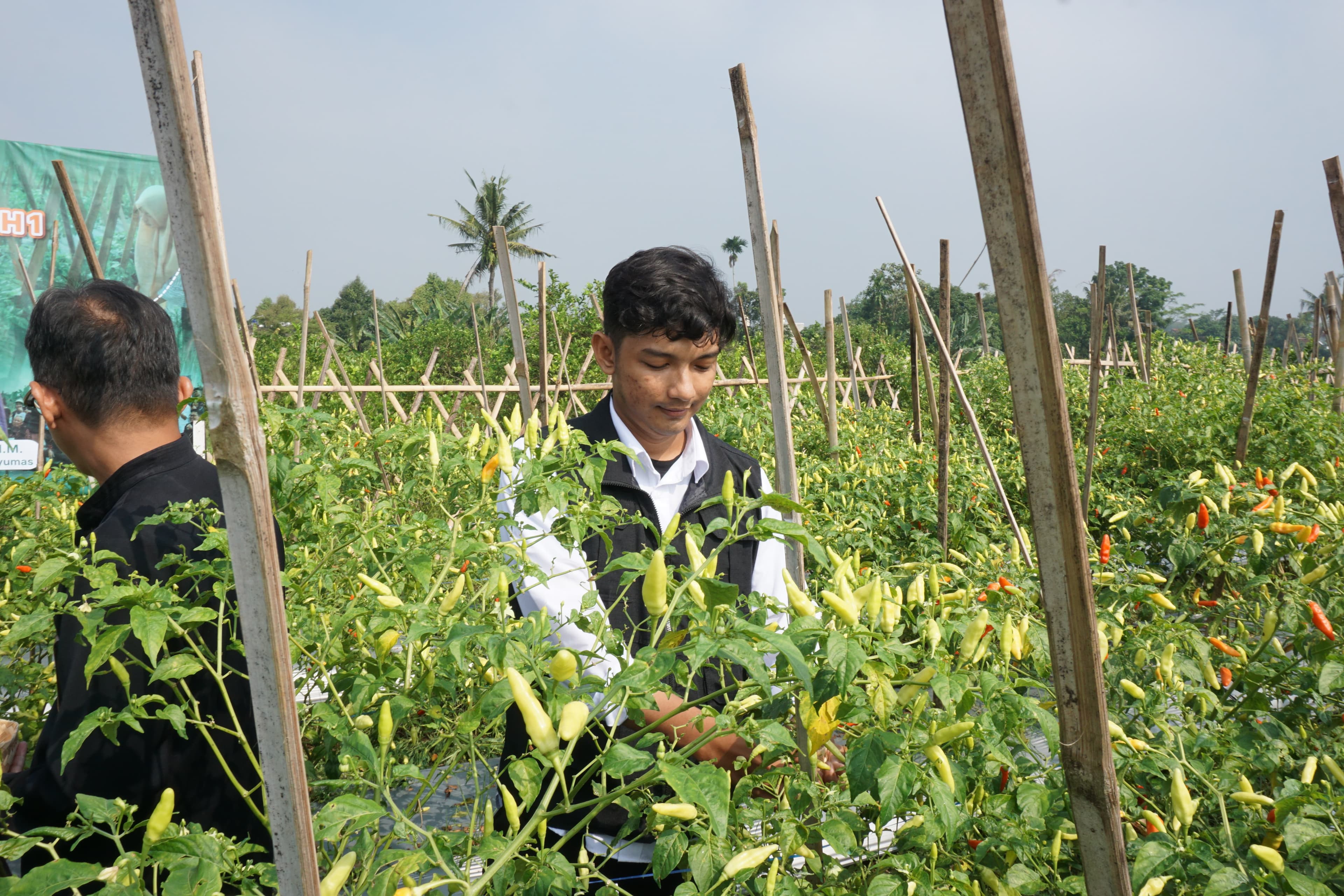 Pendampingan Lapangan Petani Muda